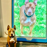 3D Miniature Pet